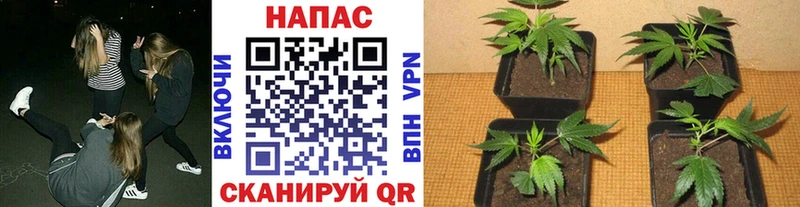 Шишки марихуана MAZAR  Арзамас 
